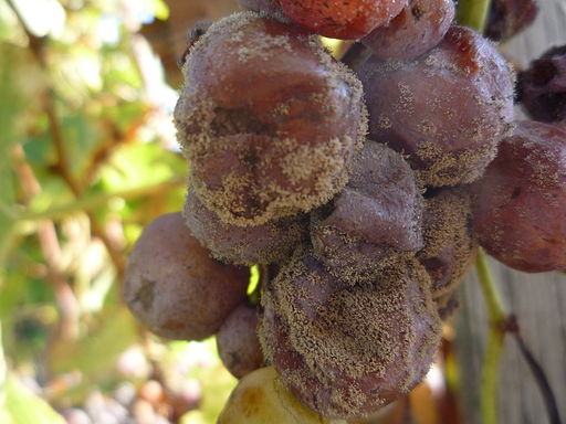 Uvas_com_Botrytis_Cinerea