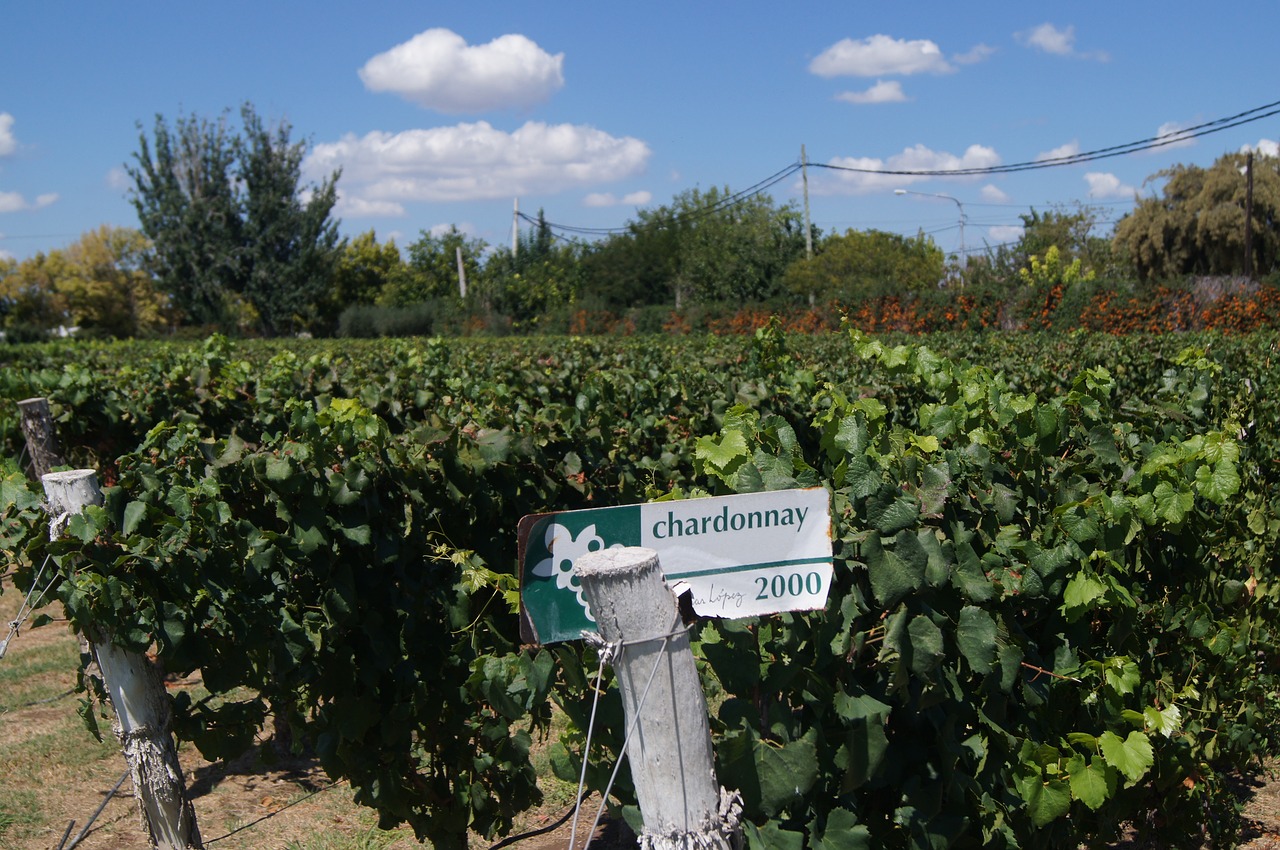 vinhas_chardonnay_ii