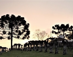 vinhos-brasileiros-capa