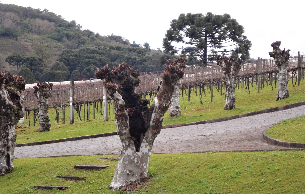 Degustação de vinhos no Rio Grande do Sul