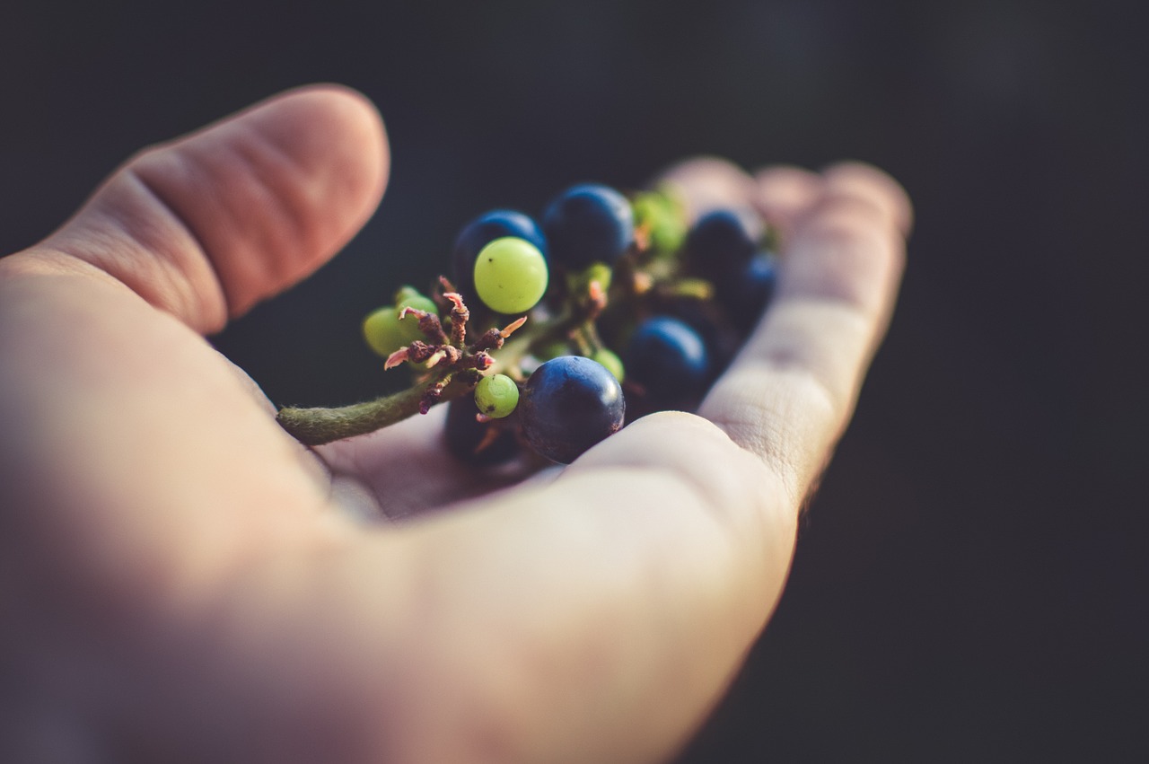 Campanha Compre Vinhos Direto do Produtor