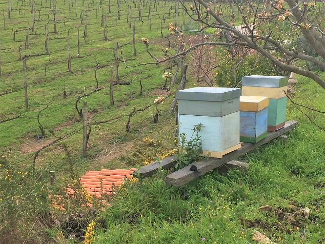 Quinta da Palmirinha Cultivo