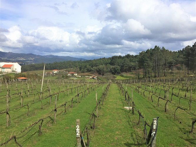 Quinta da Palmirinha Vinhedos