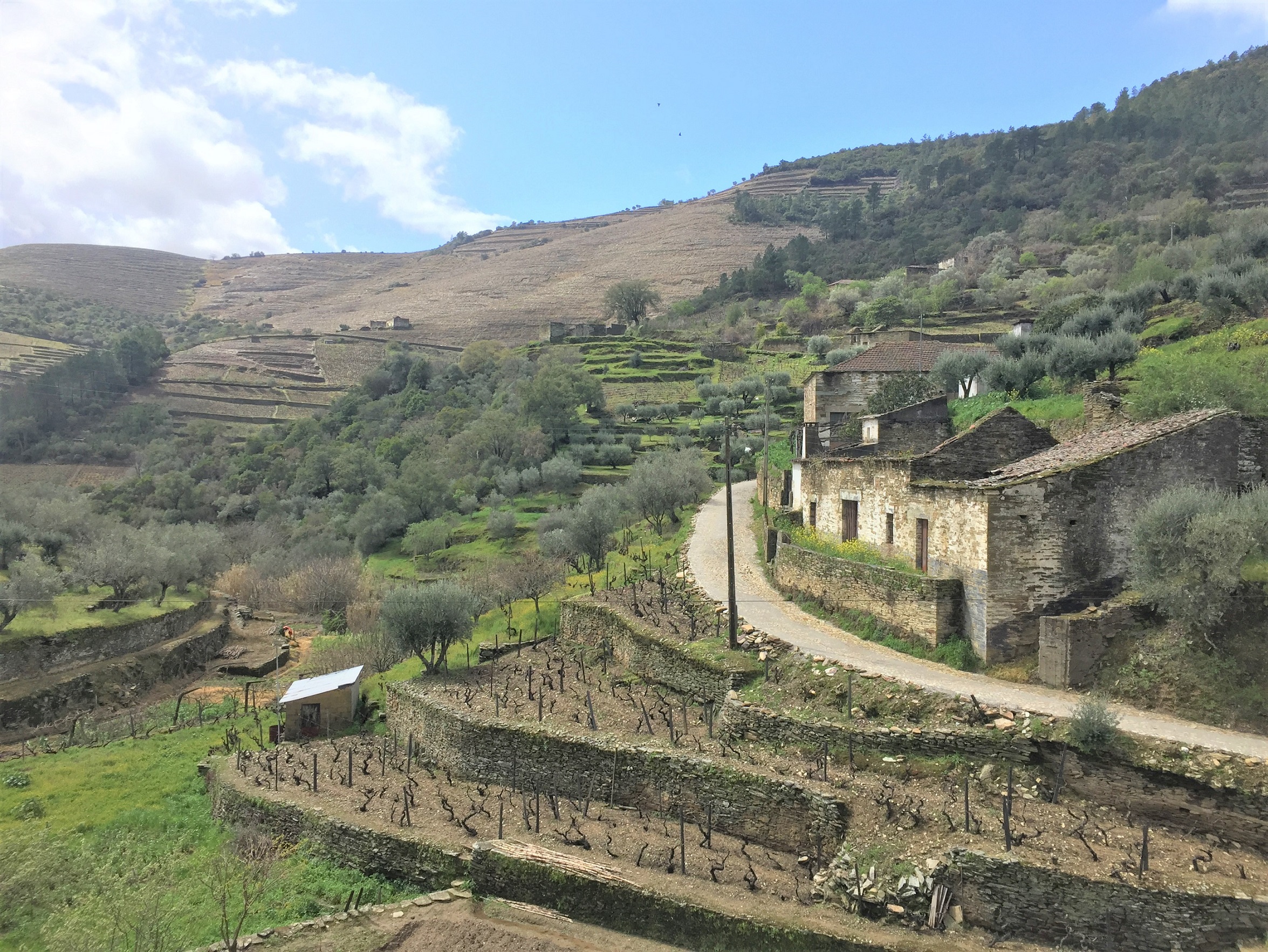 Quinta do Infantado Paisagem