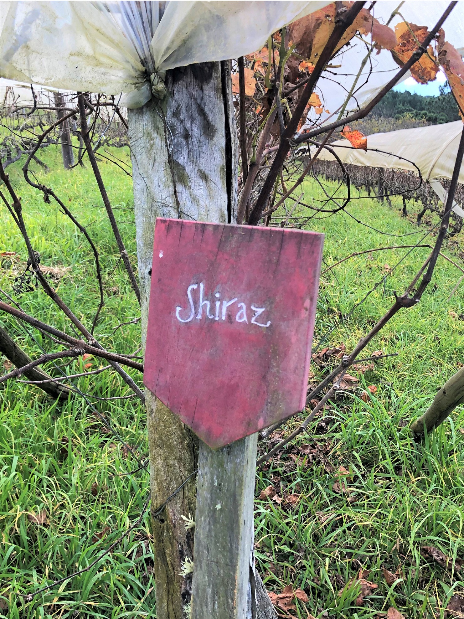 Syrah Shiraz vinho natural